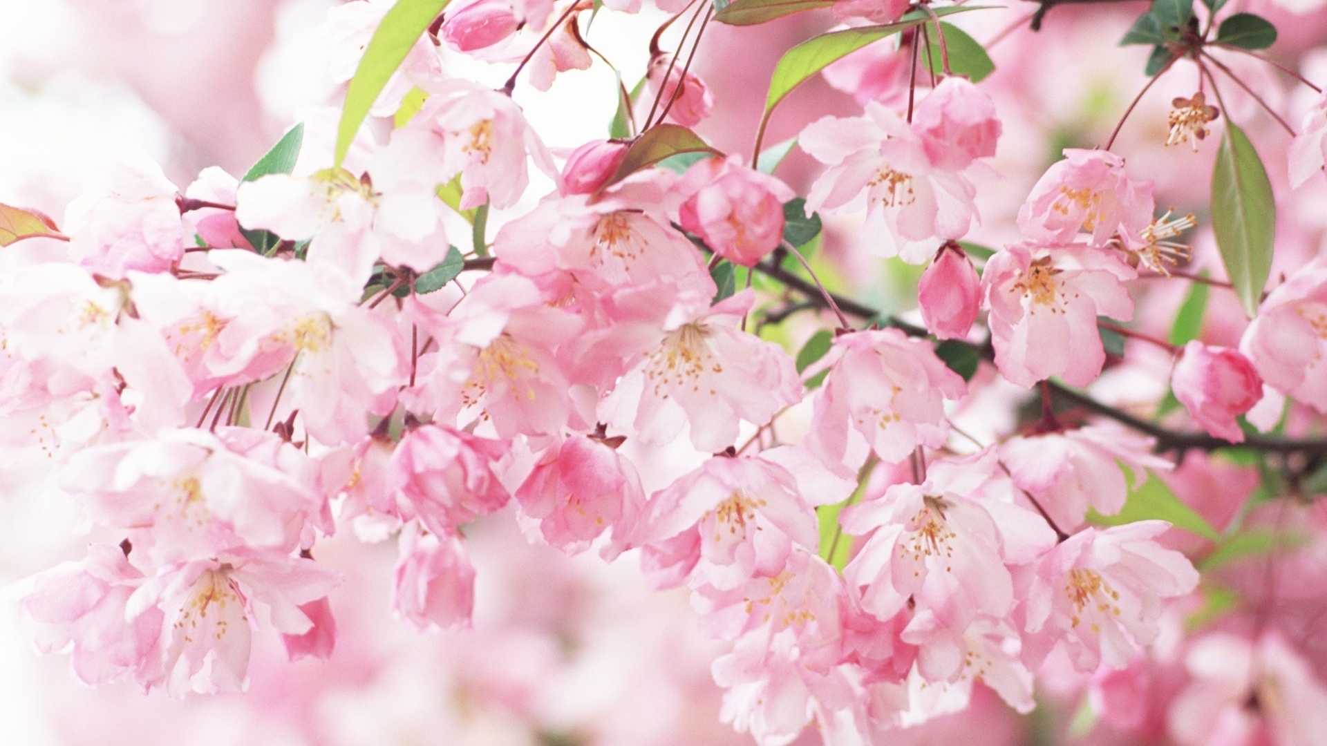 鲜花图片