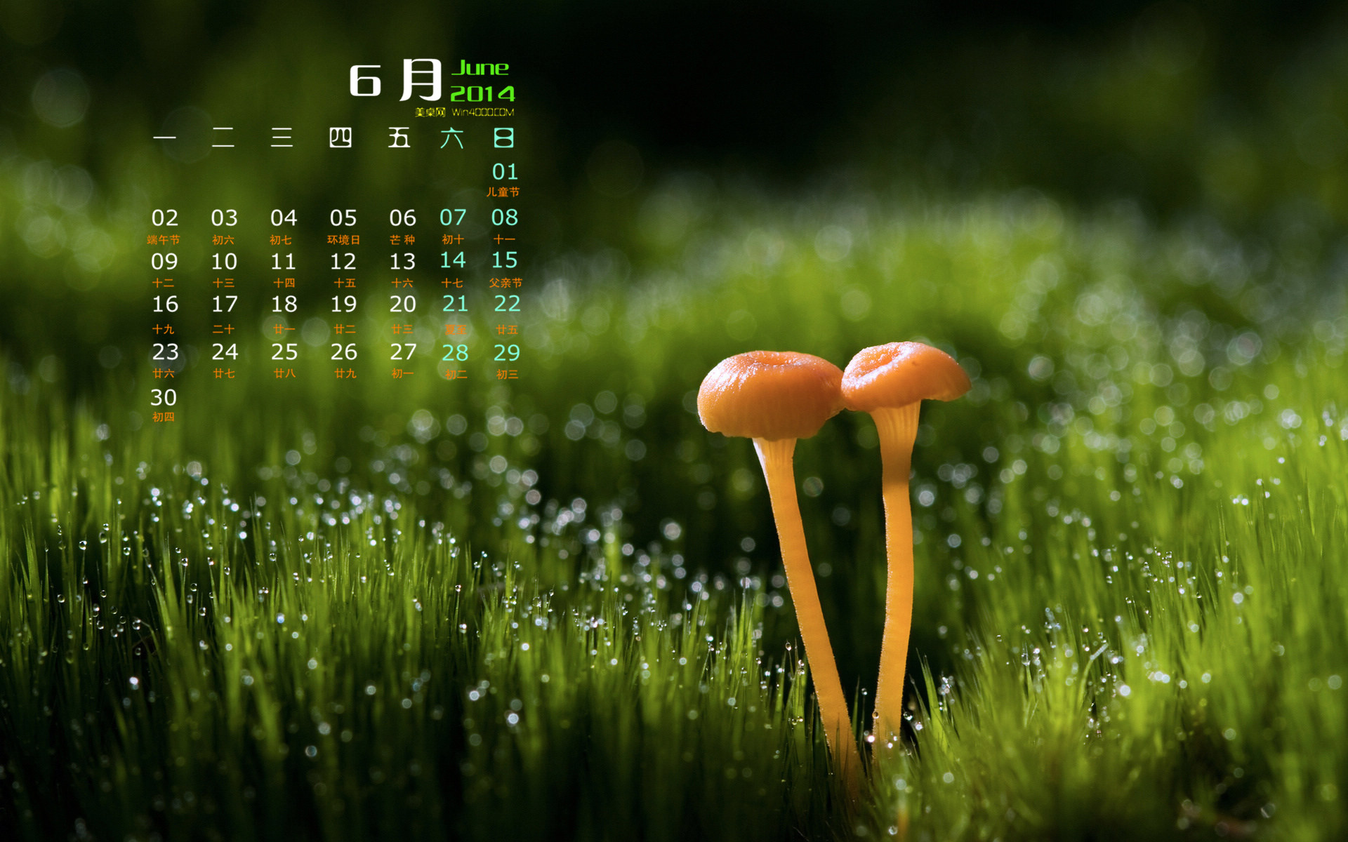 2014年11月日历壁纸唯美好看的大自然森林公园风景图片(一)图片