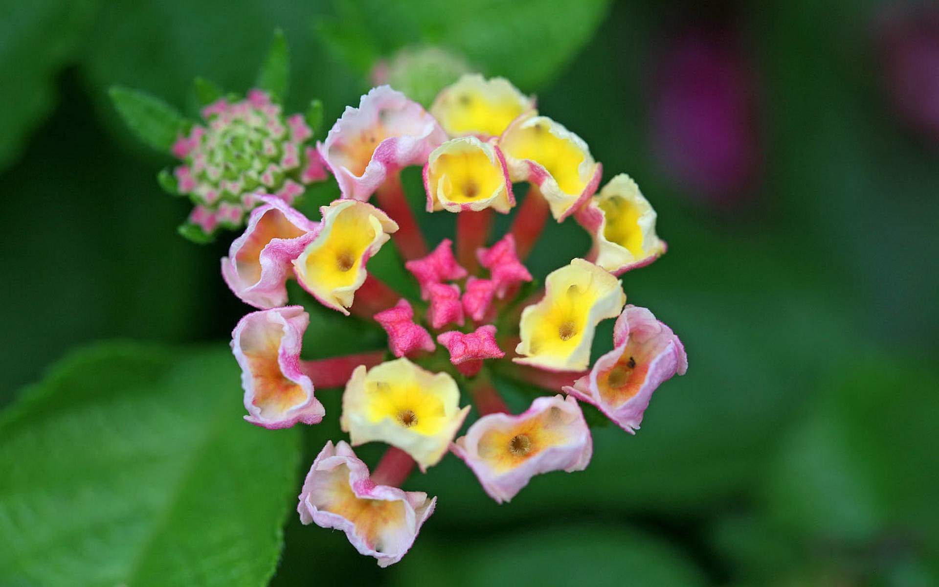 鲜花图片