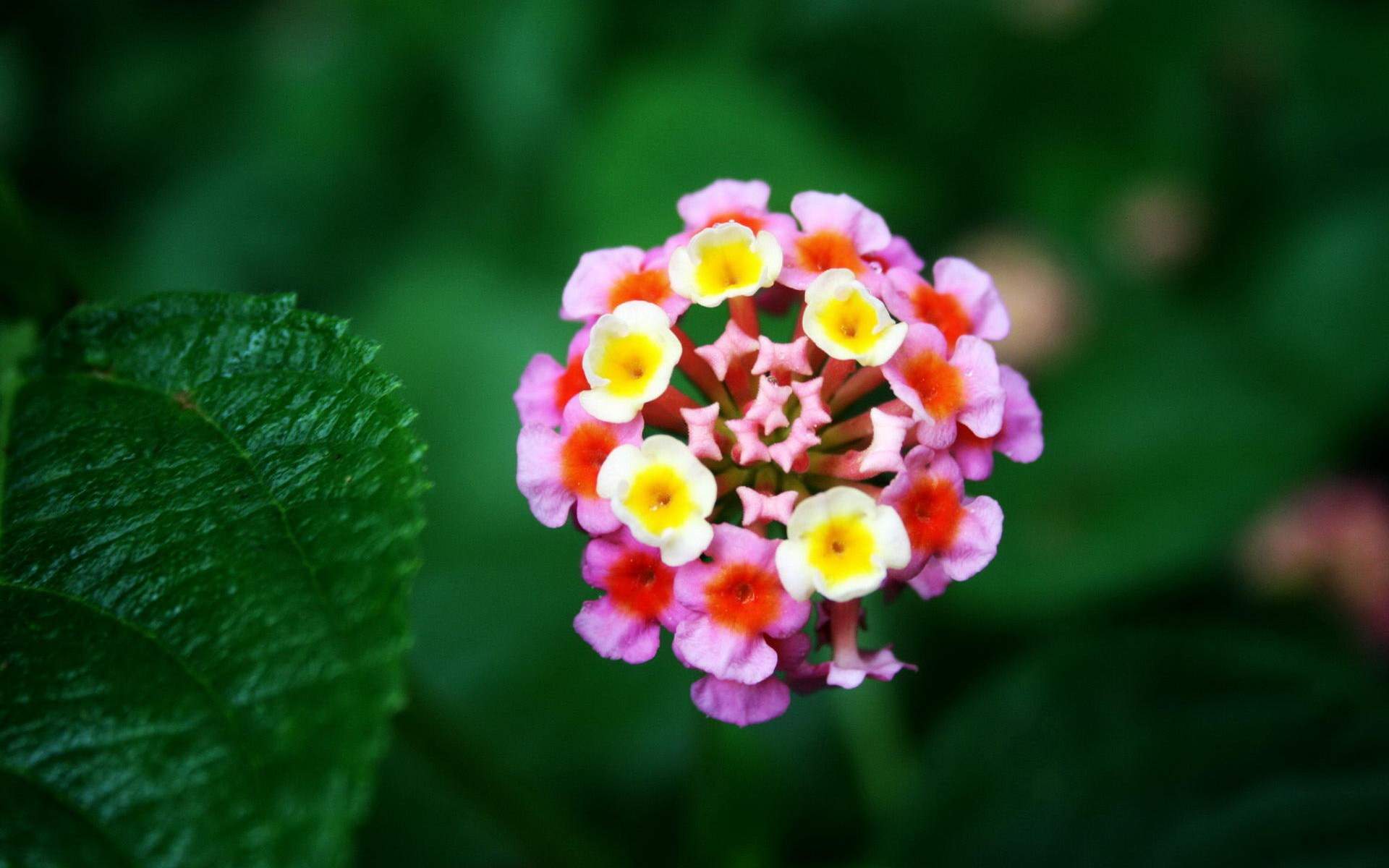 鲜花图片
