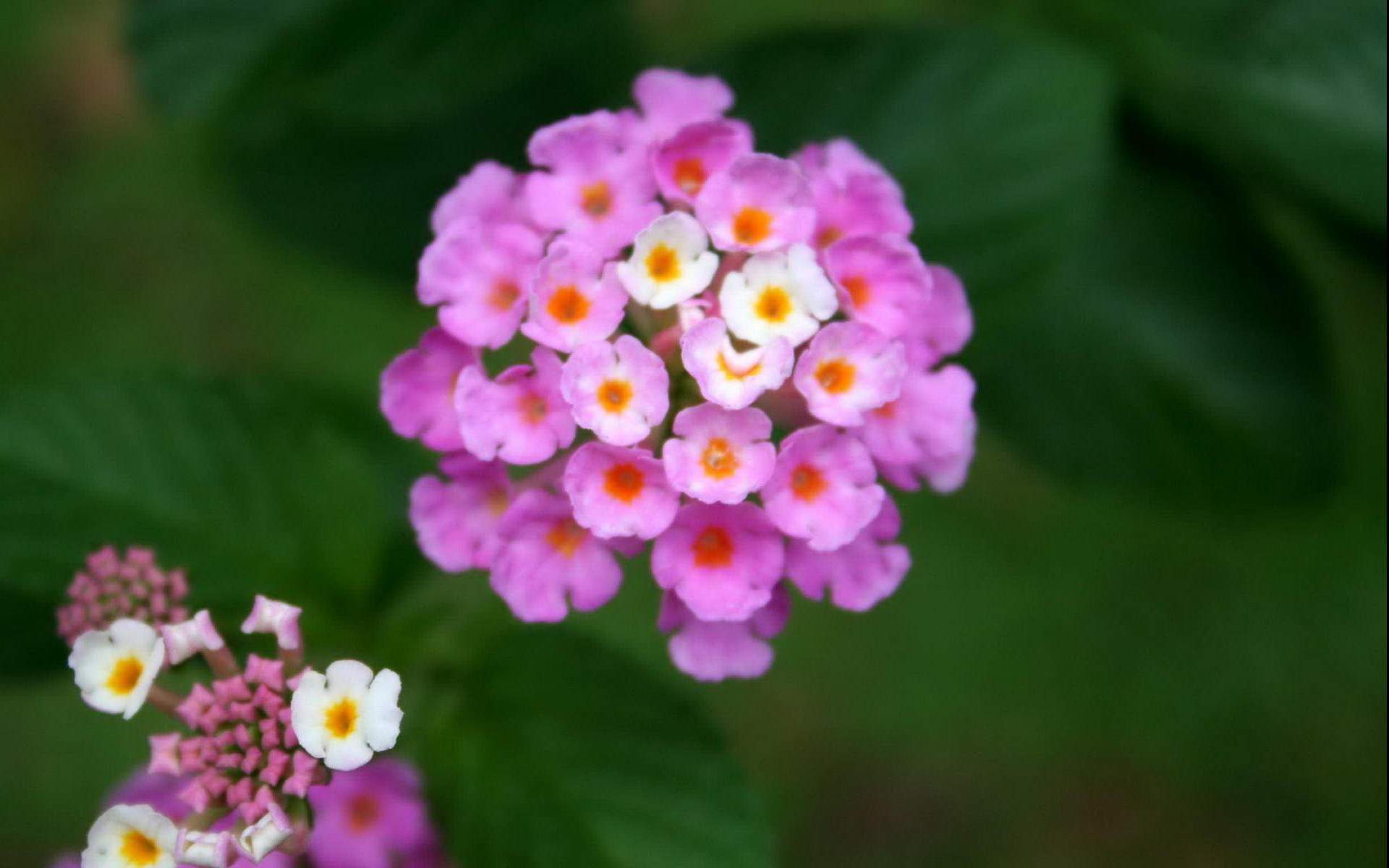 鲜花图片