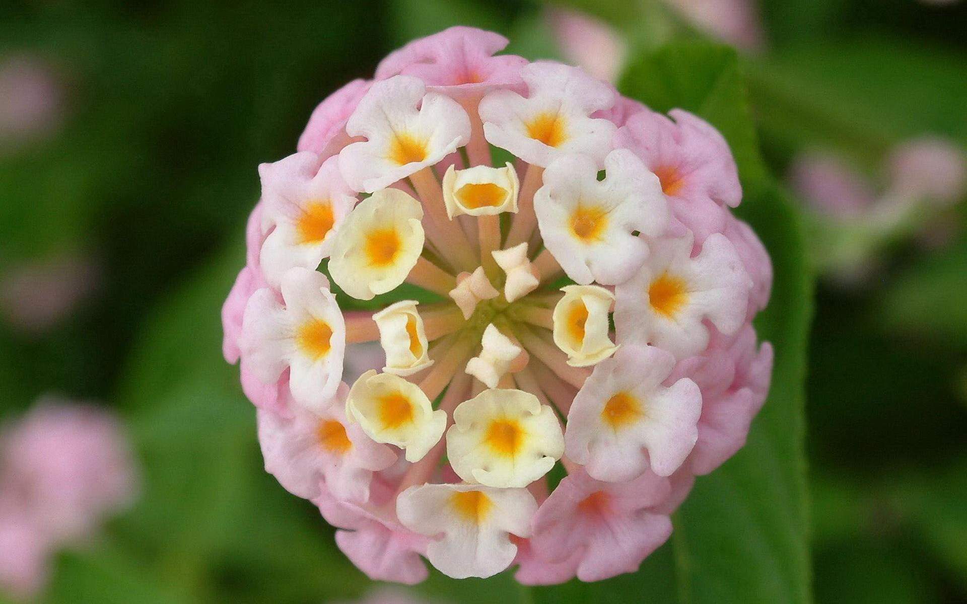 鲜花图片
