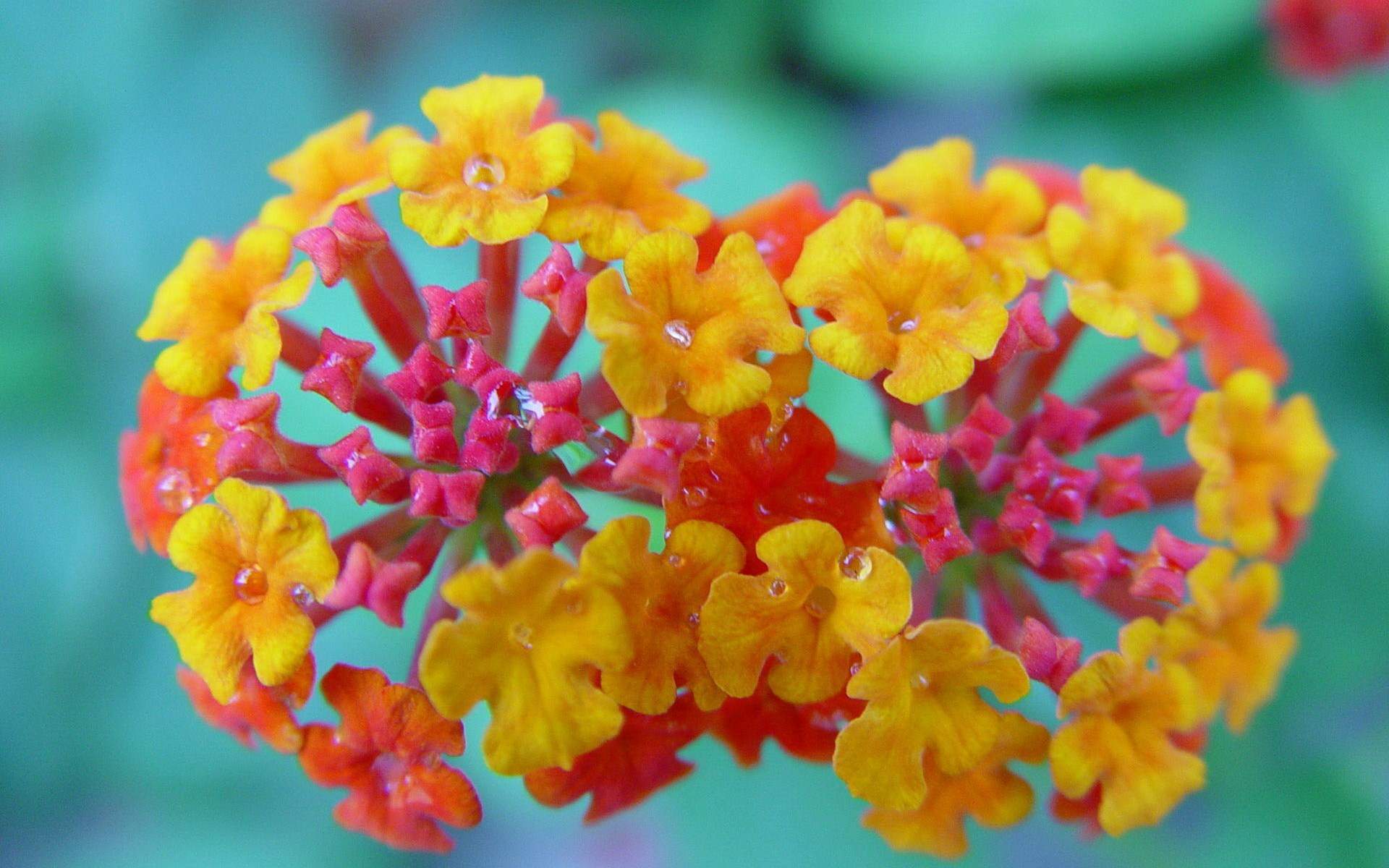 鲜花图片