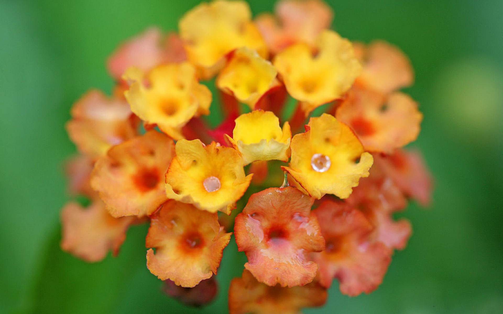 鲜花图片