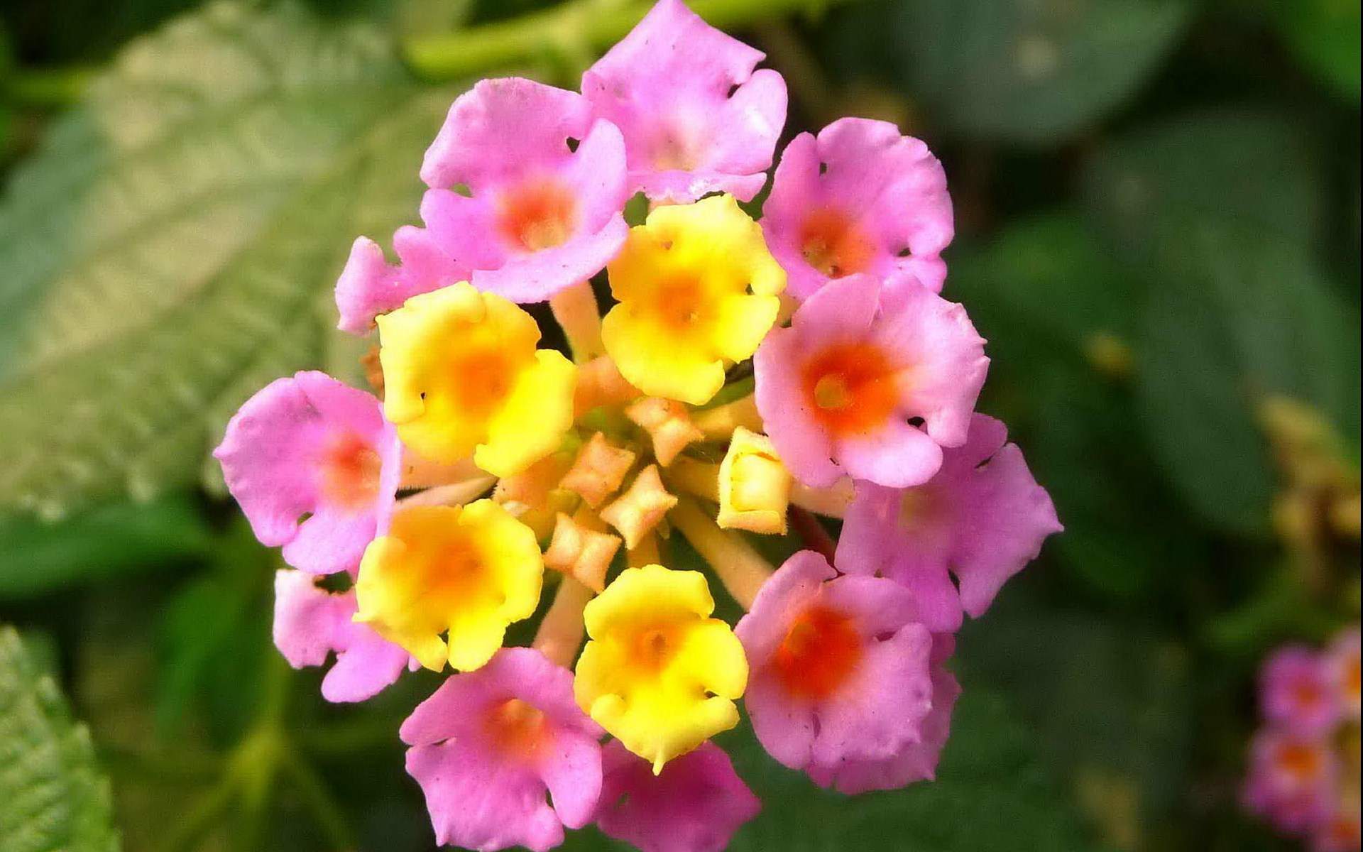 鲜花图片