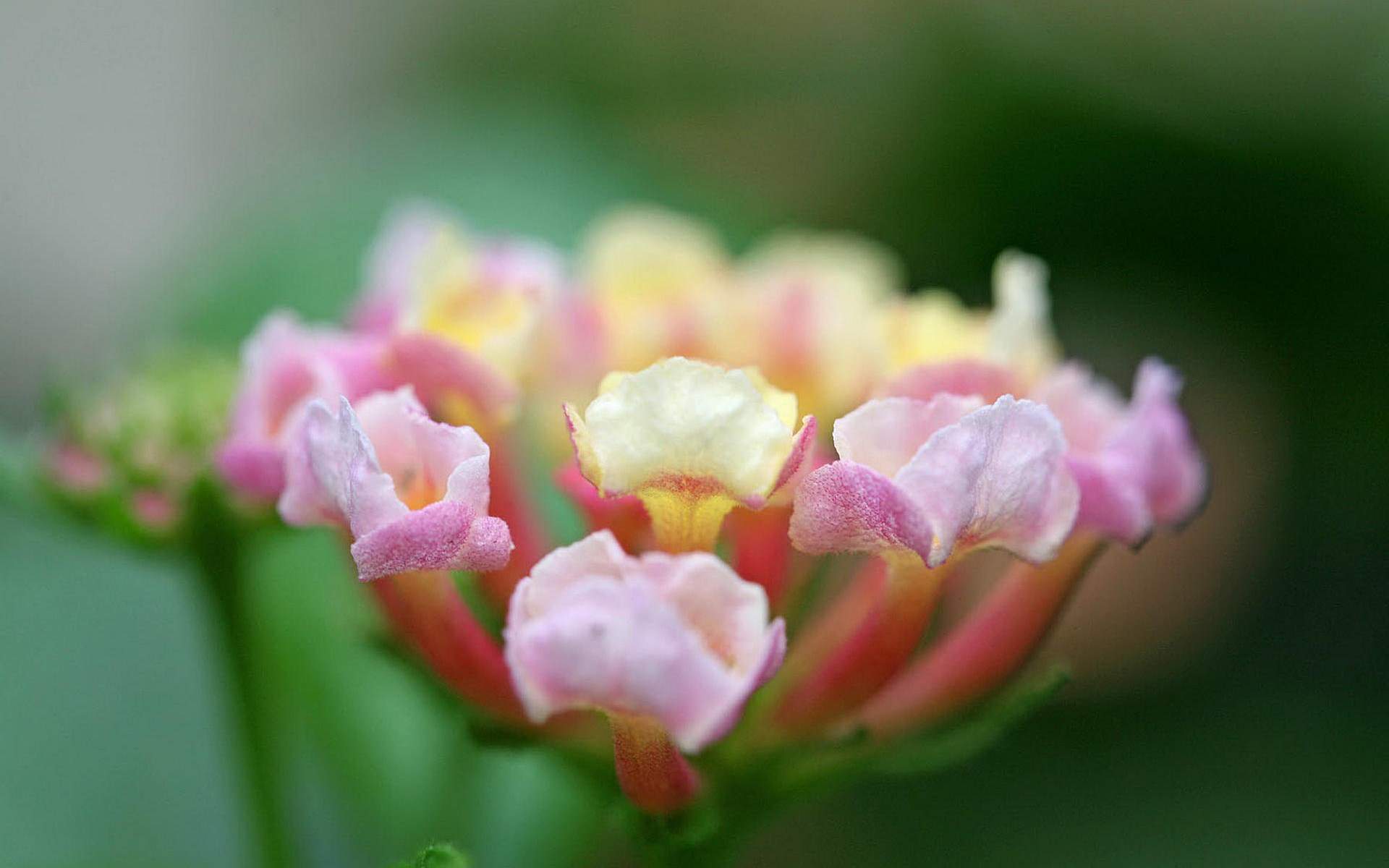 鲜花图片