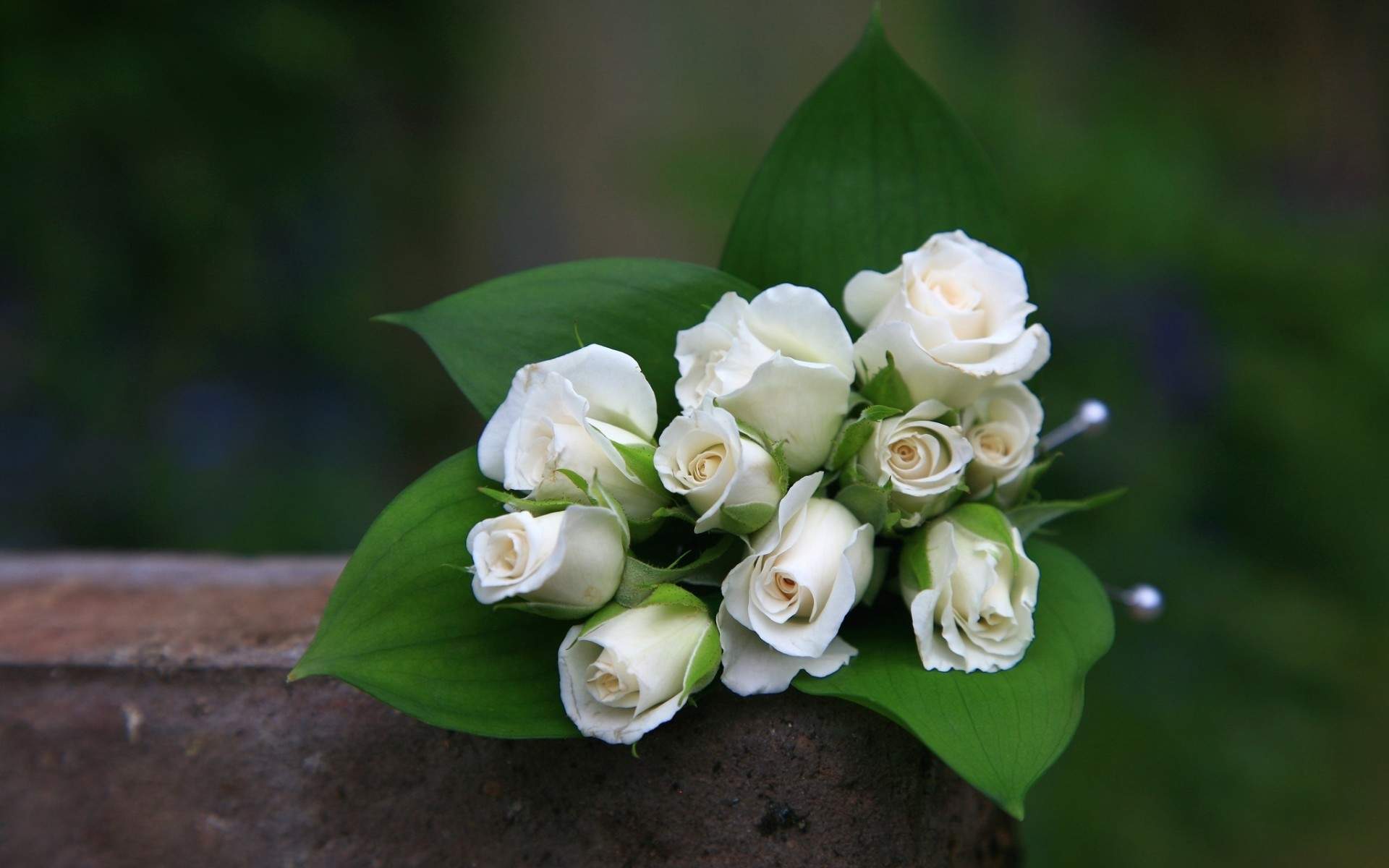 玫瑰花图片