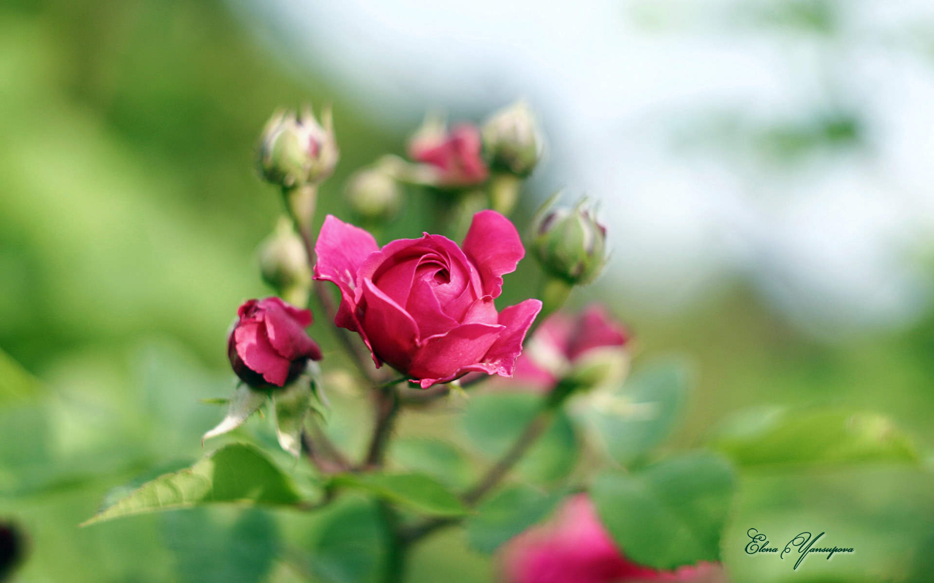 鲜花图片