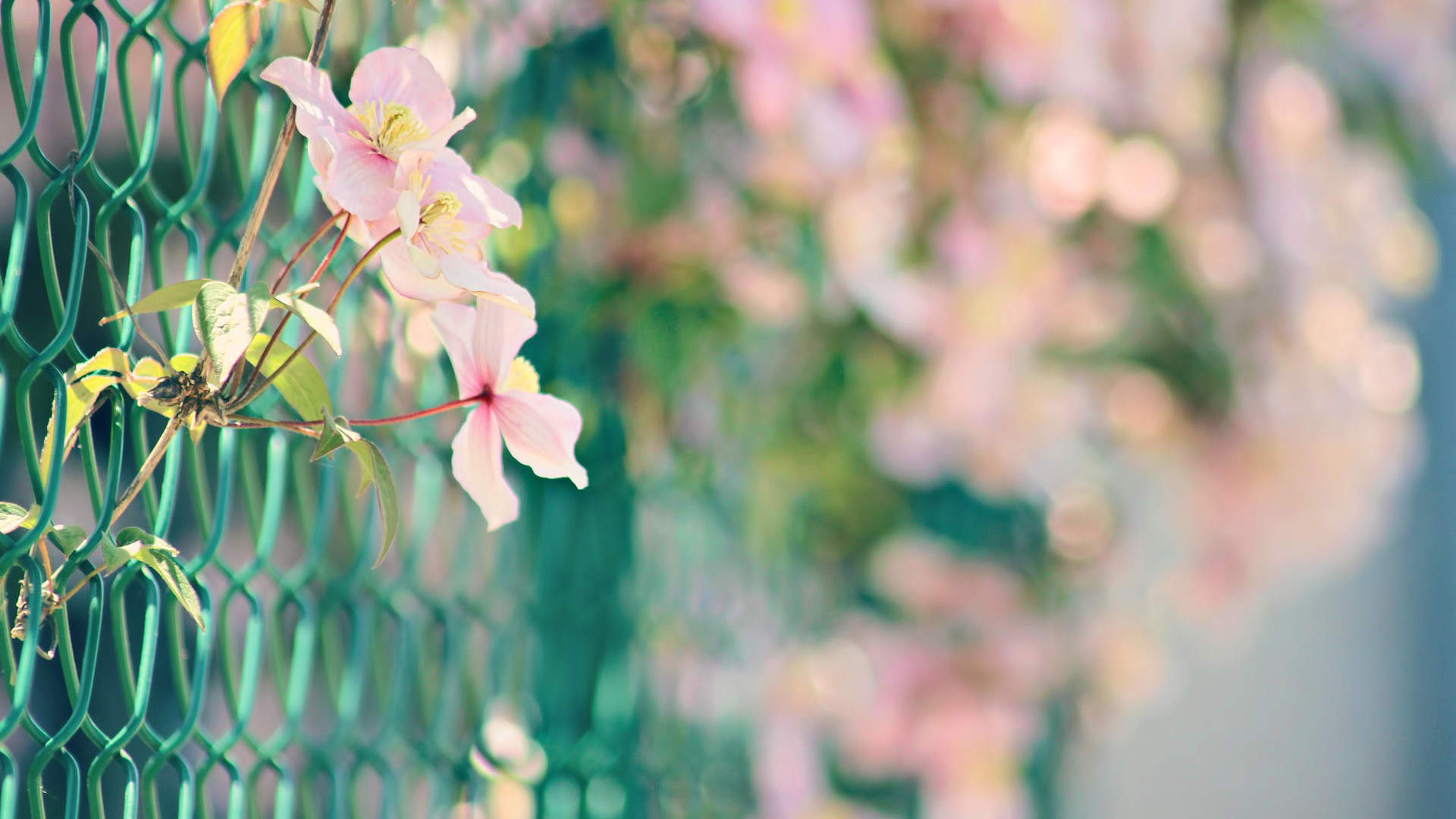 2013年油菜花宽屏金桌面壁纸图片