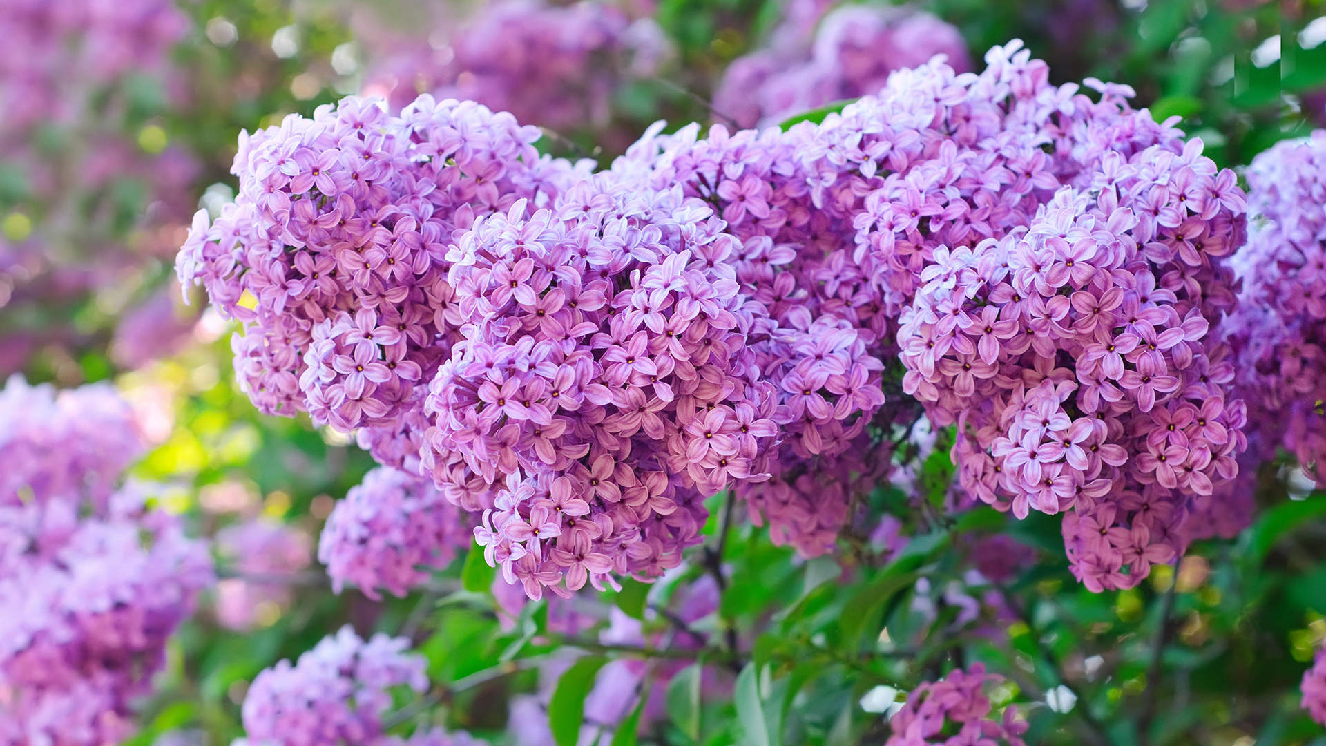 2013年油菜花宽屏金桌面壁纸图片