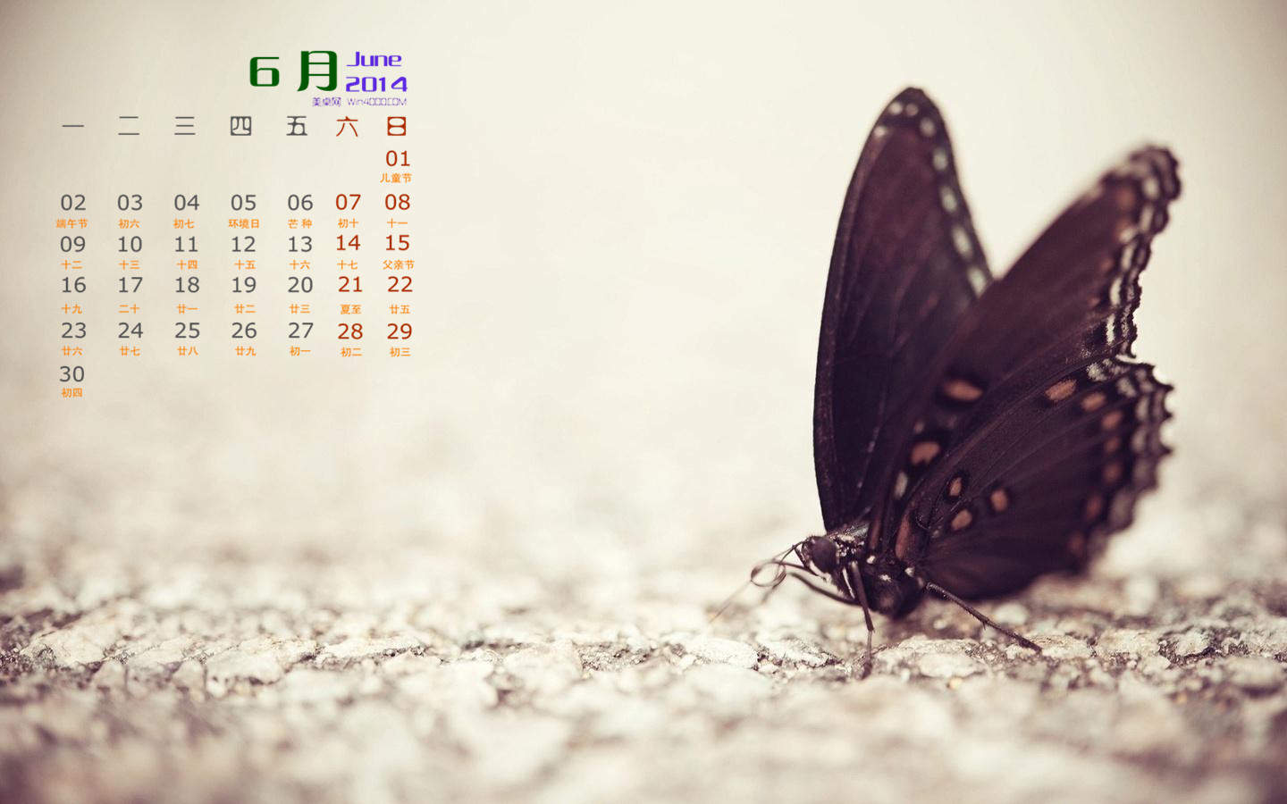 2014年10月日历壁纸自然保护鸟类动物鹈鹕高清特写(一)图片