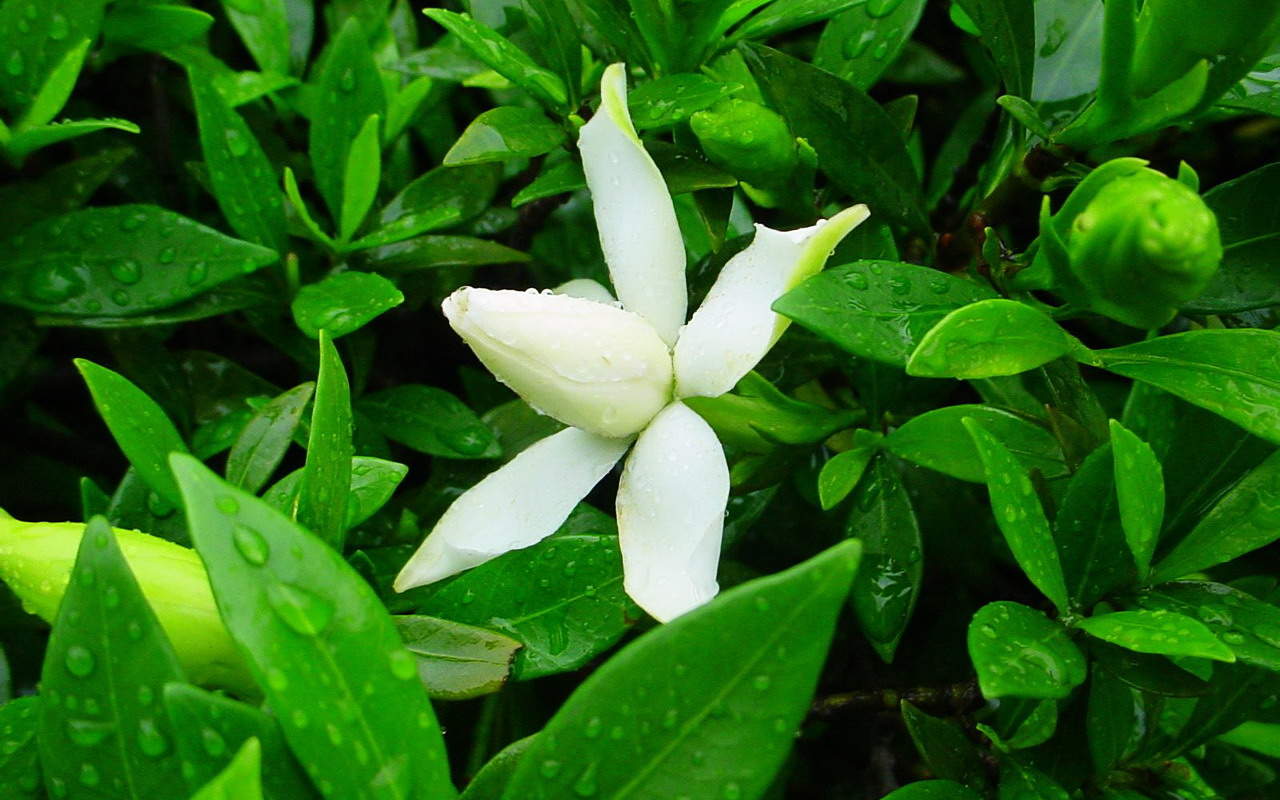 鲜花图片