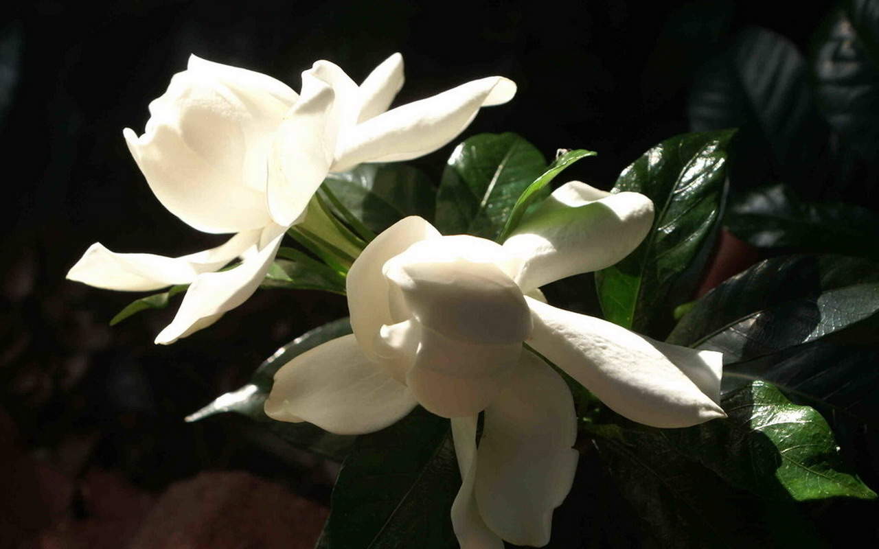 鲜花图片