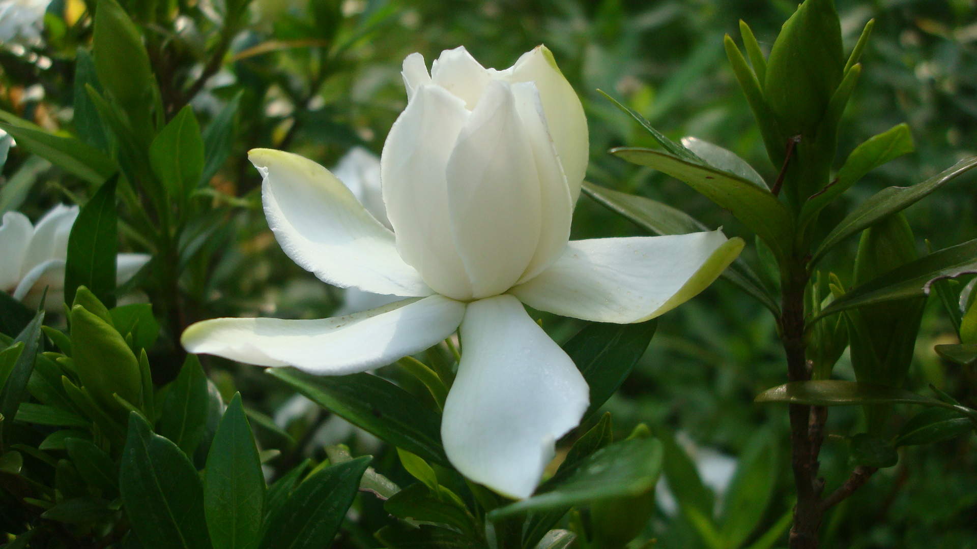 鲜花图片