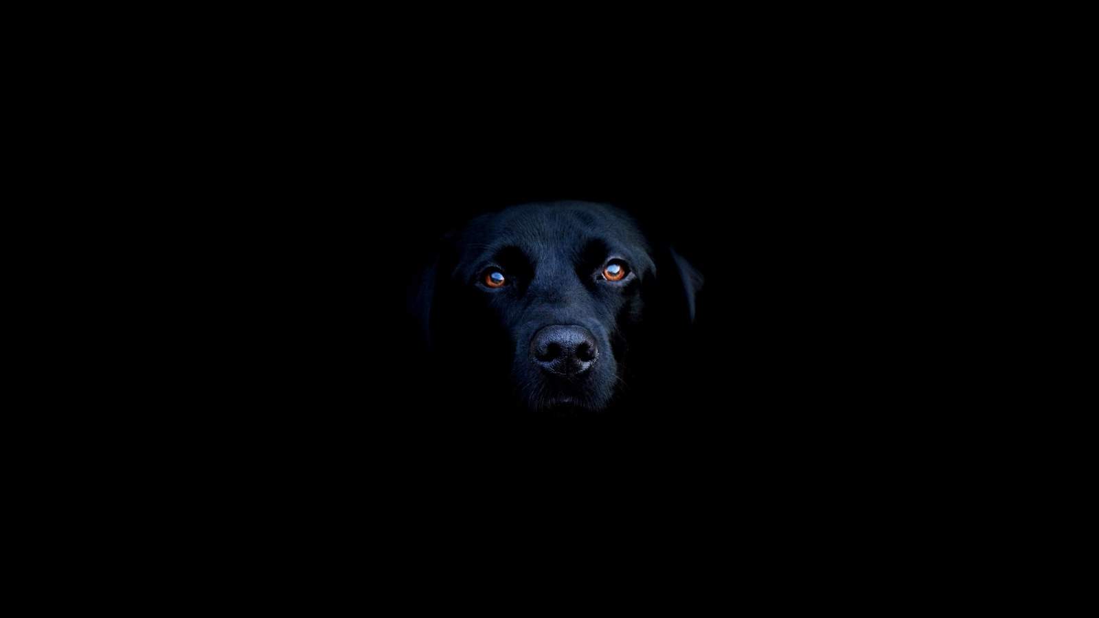 可爱狗狗比格犬高清图片电脑桌面壁纸图片