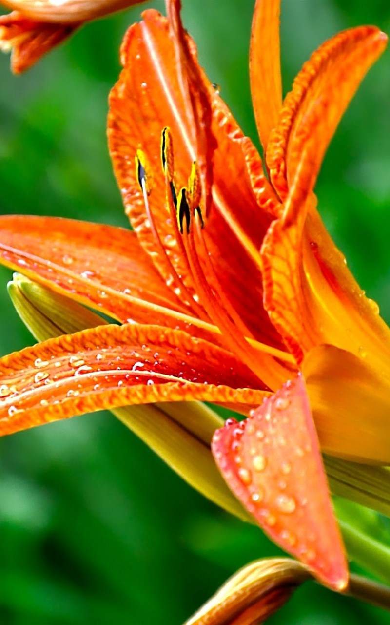 百合花图片