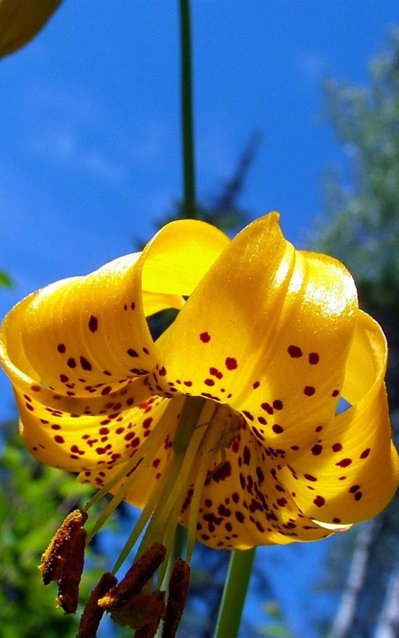 百合花图片