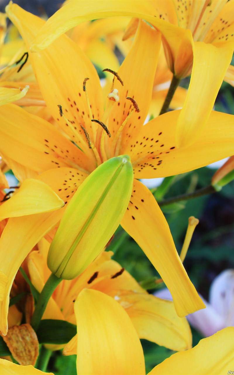 百合花图片