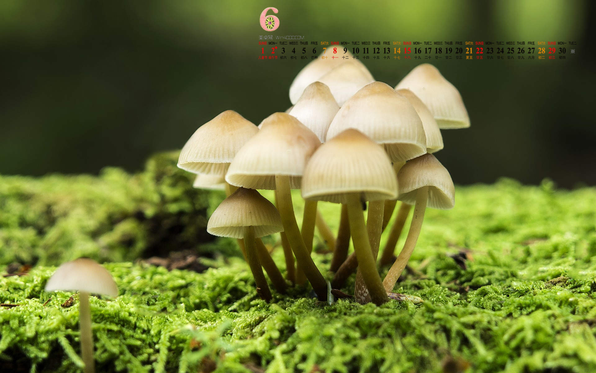 2014年11月日历壁纸唯美好看的大自然森林公园风景图片(一)图片