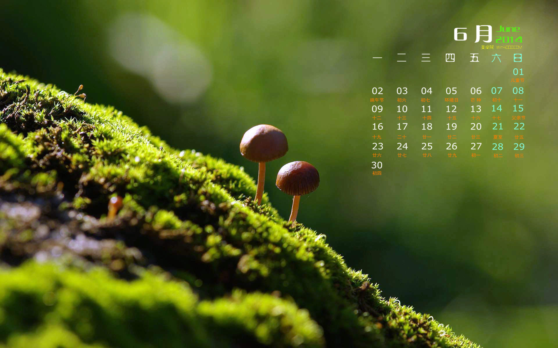2014年11月日历壁纸唯美好看的大自然森林公园风景图片(一)图片