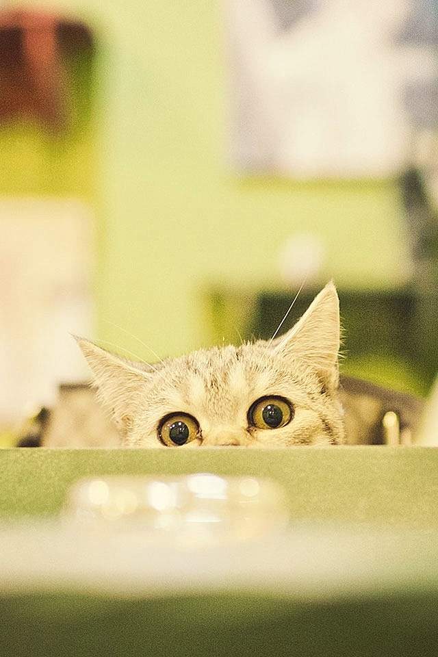 小猫图片