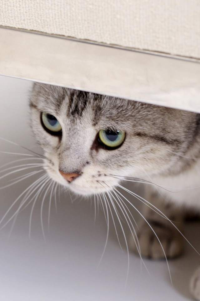 超可爱小猫图片高清手机壁纸图片