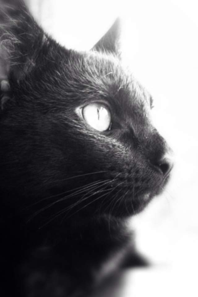可爱萌宠小猫猫卖萌图片手机壁纸图片