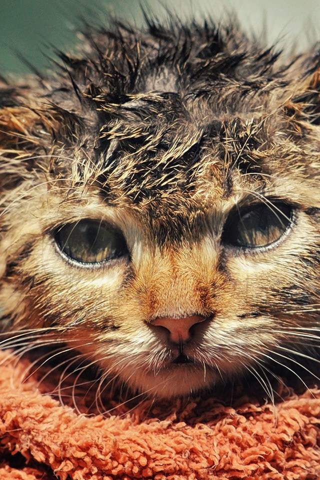可爱卡通小猫咪高清图片手机壁纸图片