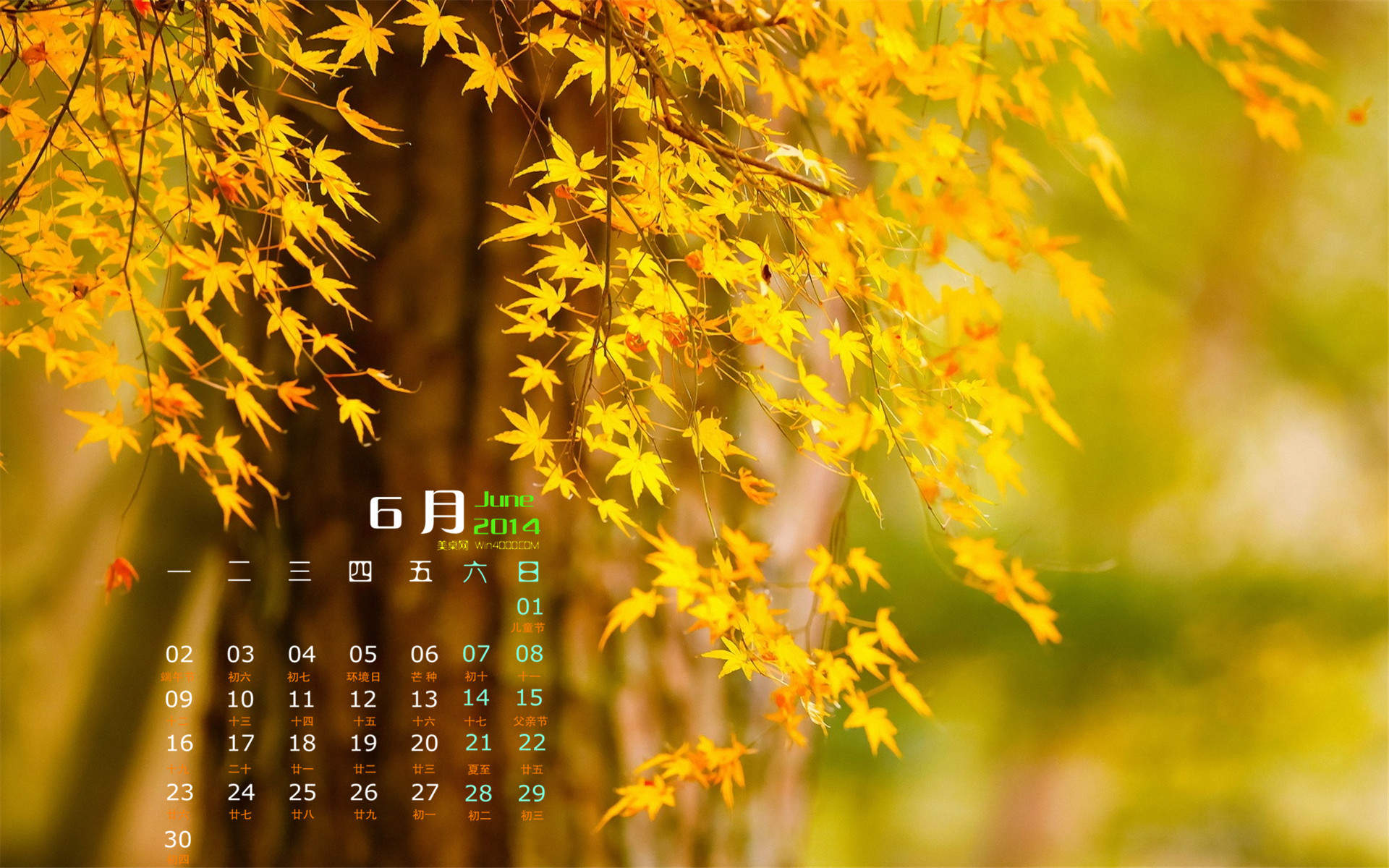 2014年6月日历桌面壁纸唯美树叶高清摄影图片图片
