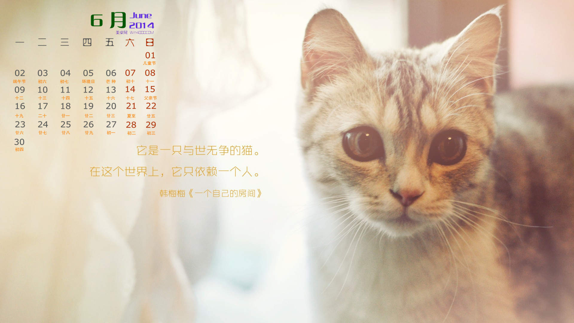 宠物搞笑图片：和植物一起生长的可爱猫咪图片图片
