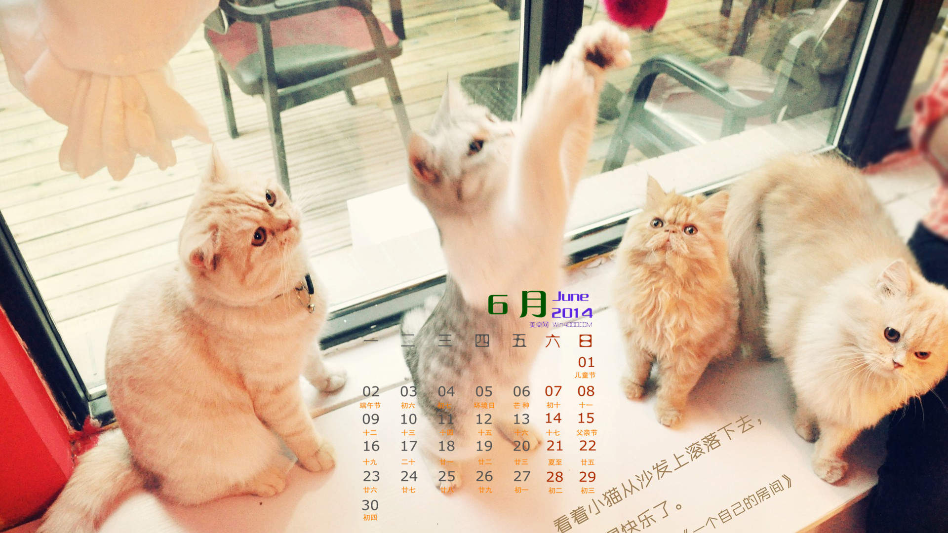 卖萌可爱猫咪图片安卓手机壁纸图片