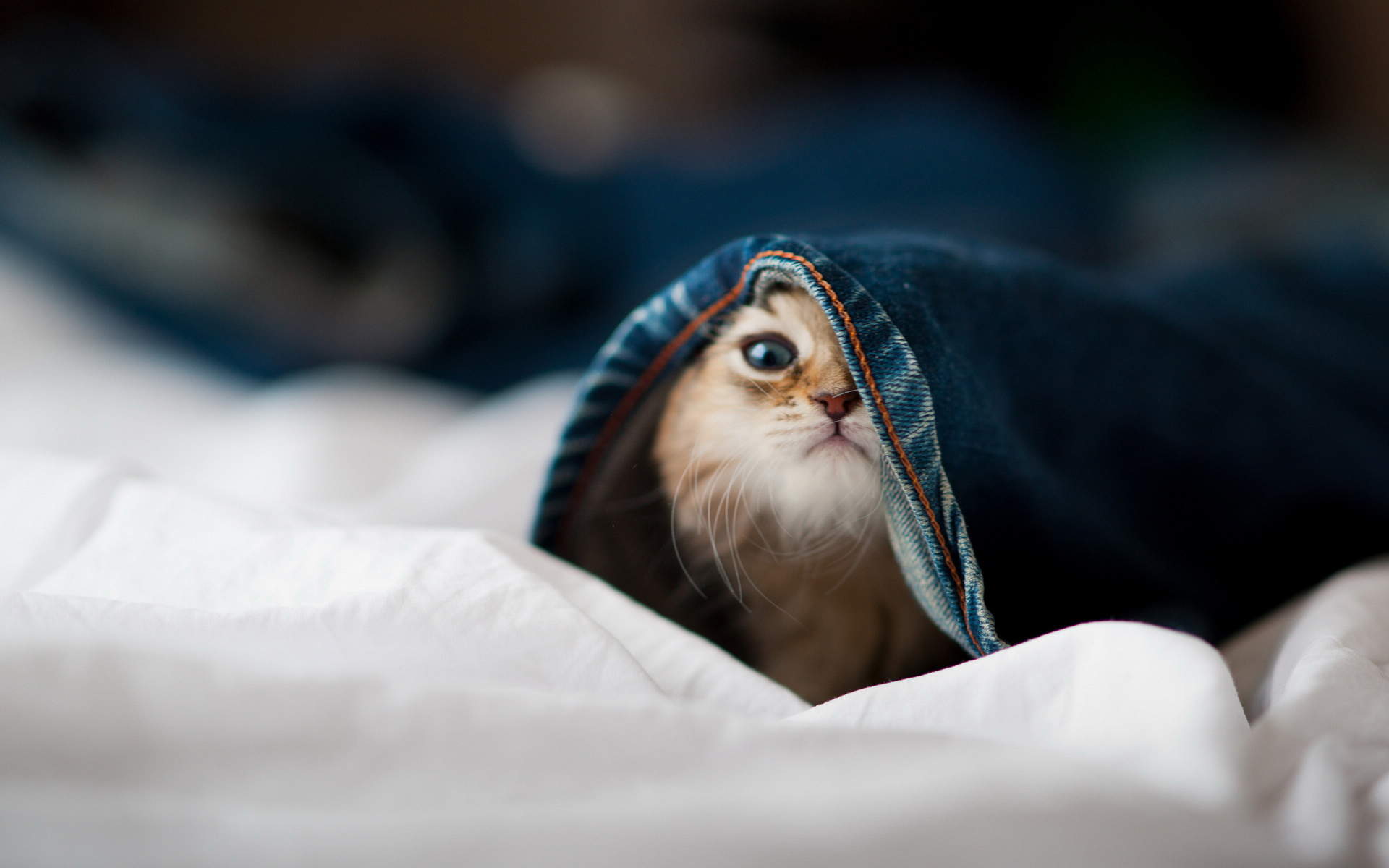 可爱宠物小猫咪呆萌抓拍特写桌面壁纸下载图片