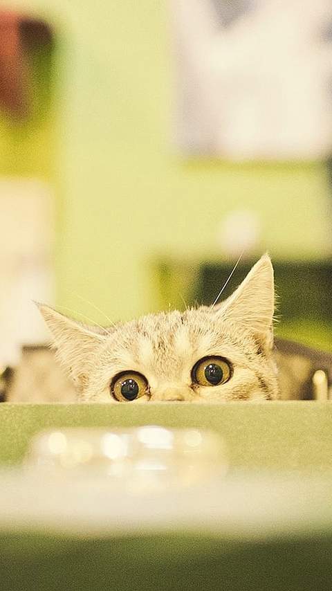 卖萌可爱猫咪图片安卓手机壁纸图片
