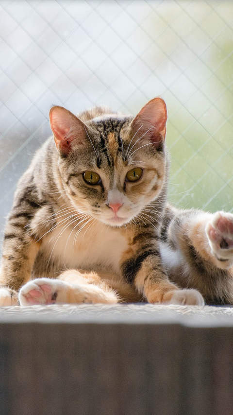卖萌可爱猫咪图片安卓手机壁纸图片