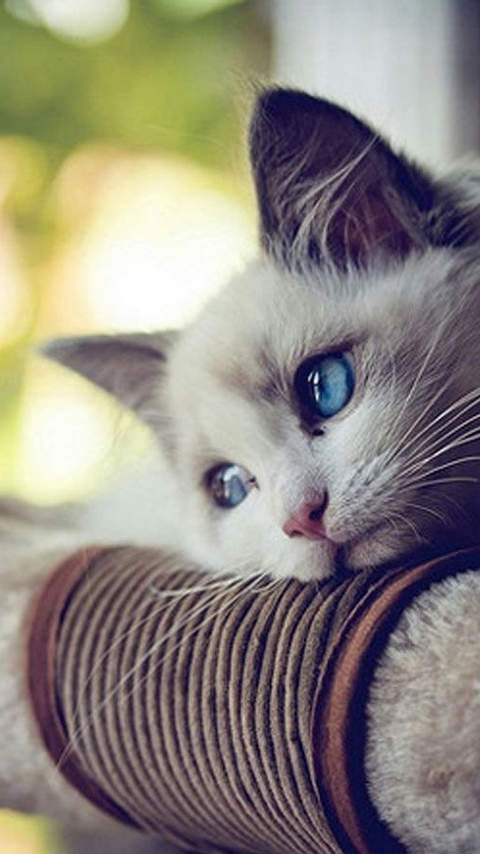 可爱猫咪图片图片