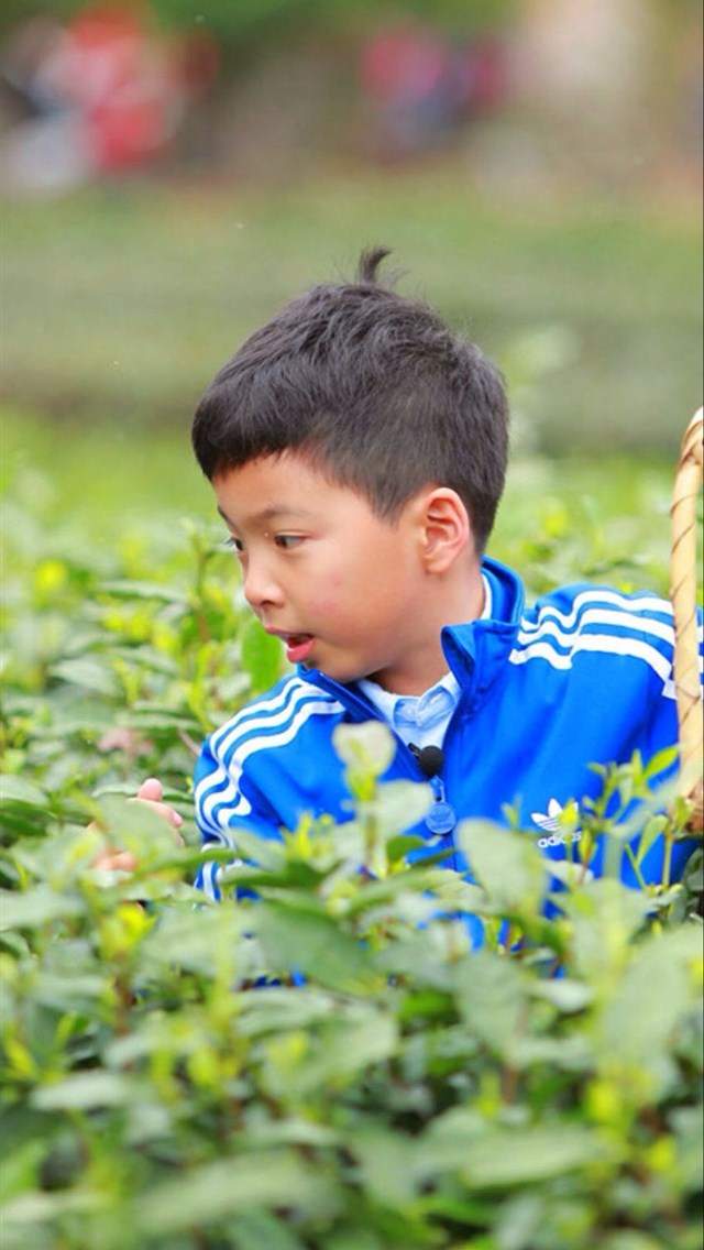 好看的清晨风景iphone苹果手机壁纸图片
