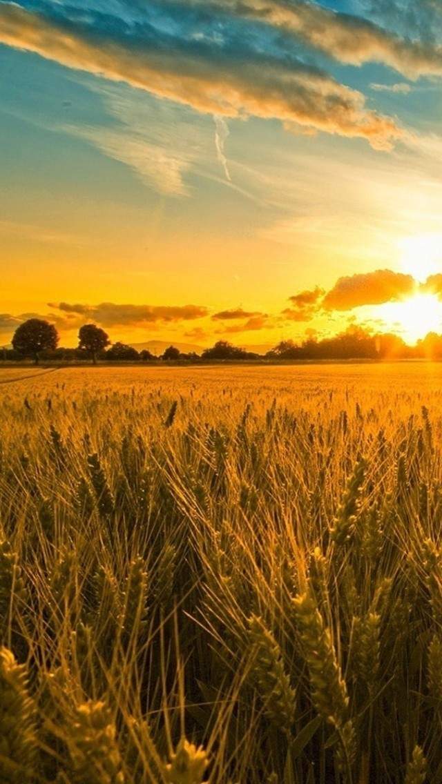 绿色护眼仲夏季自然风光手机壁纸图片