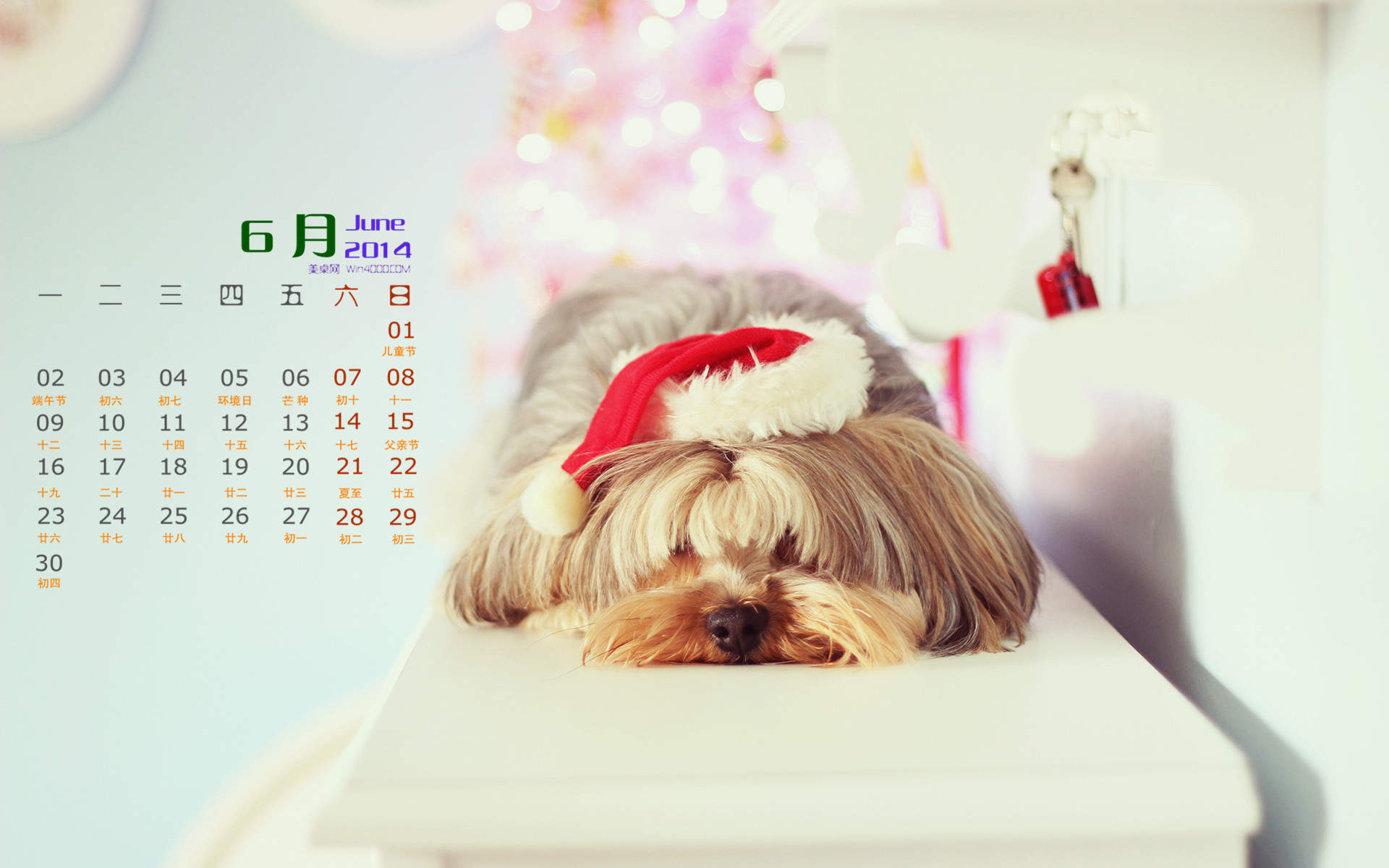 2014年6月日历桌面壁纸治愈系超萌可爱狗狗图片图片
