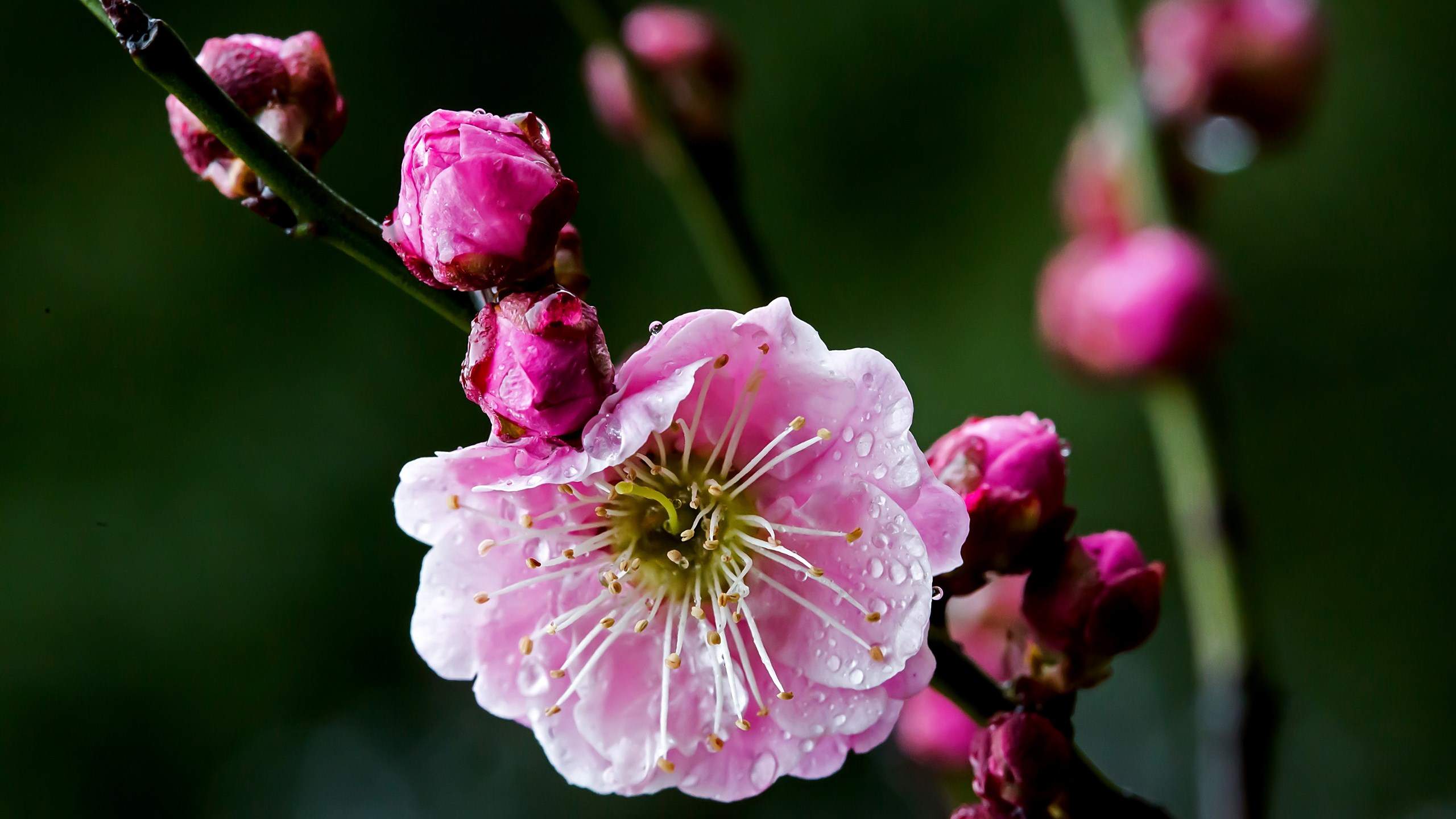 雨后梅花宽屏电脑高清壁纸图片