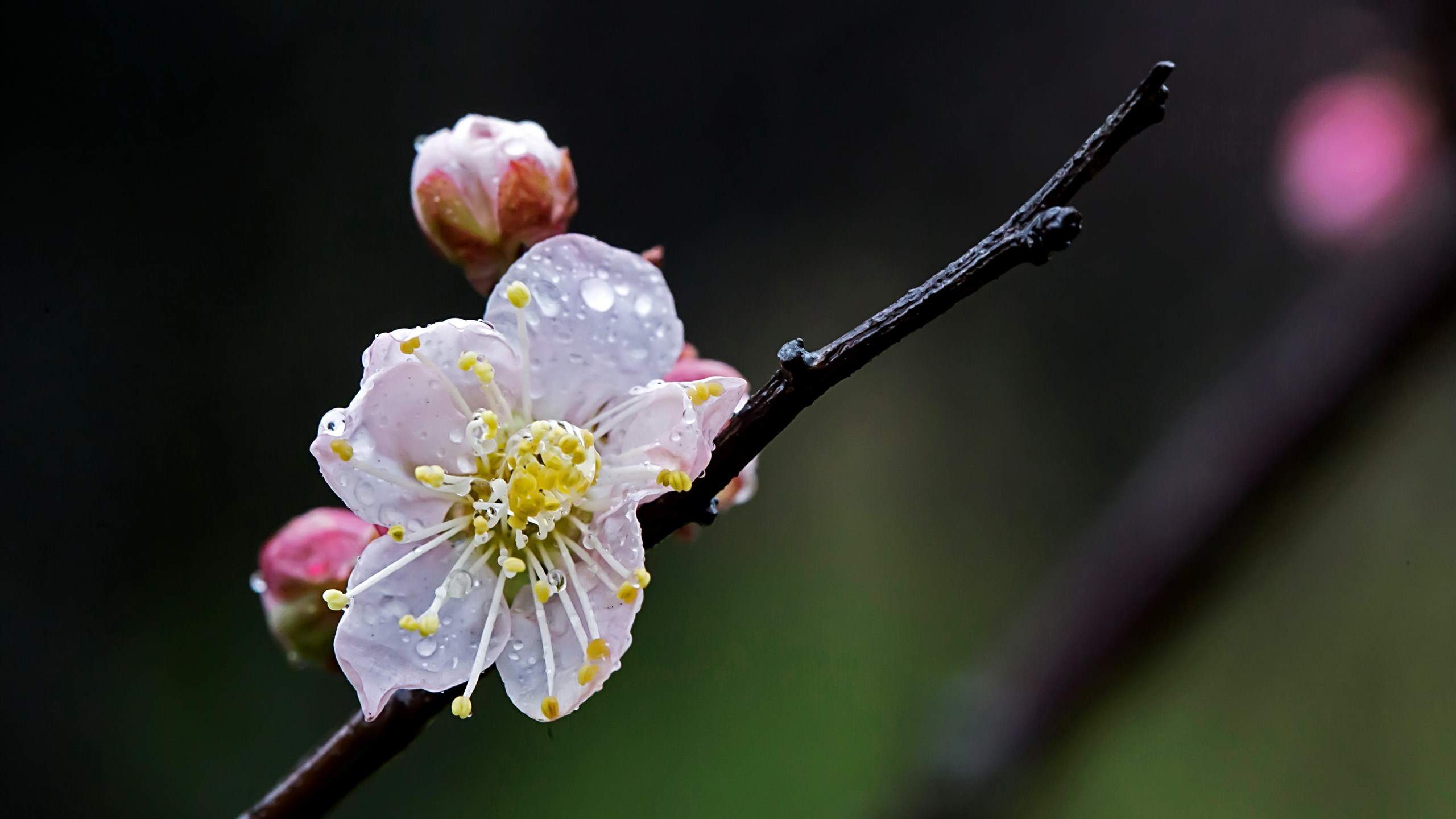 鲜花图片