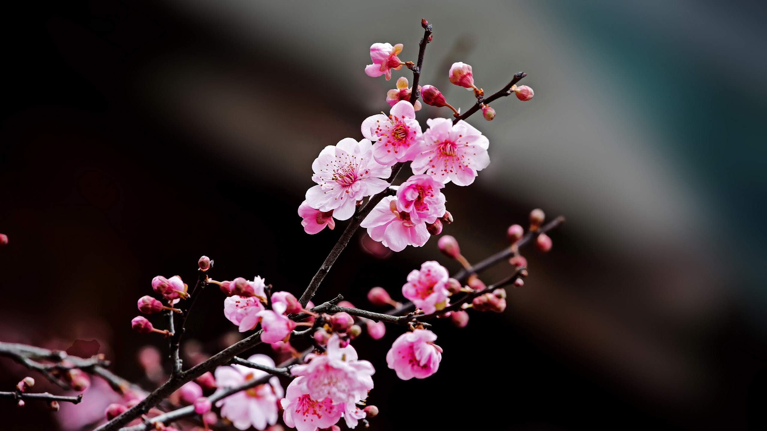 鲜花图片