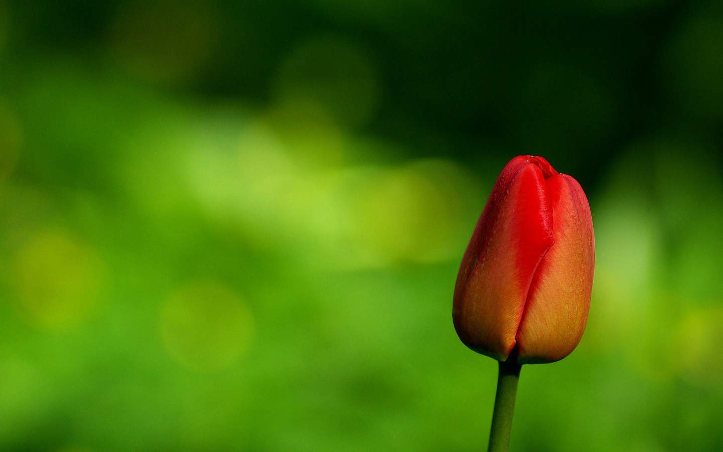 鲜花图片