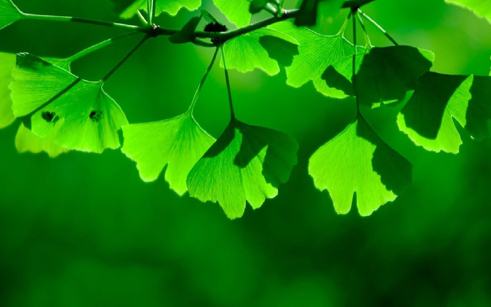 好看的树叶脉络梦幻唯美图片桌面壁纸高清图片