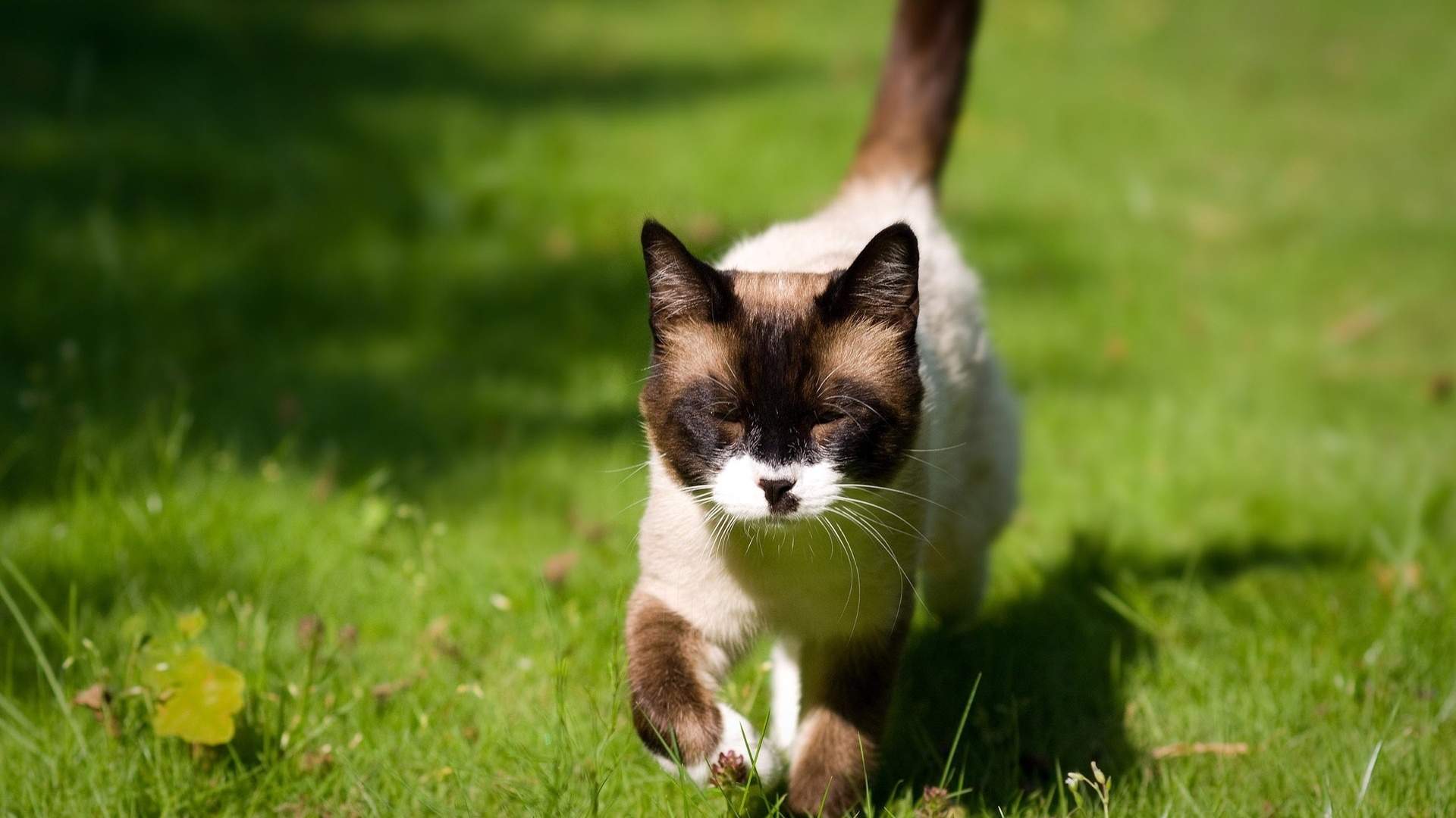 猫咪图片