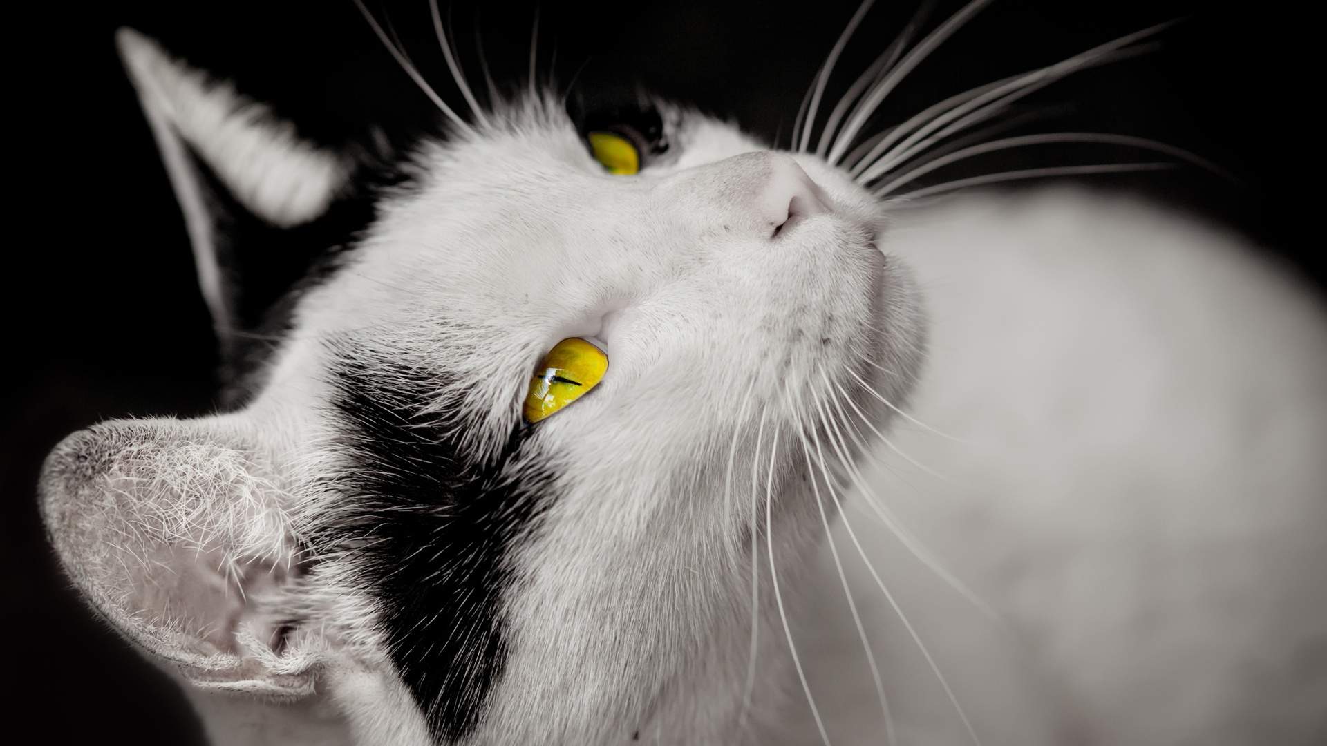 可爱超清的大图合集猫咪手机壁纸下载图片