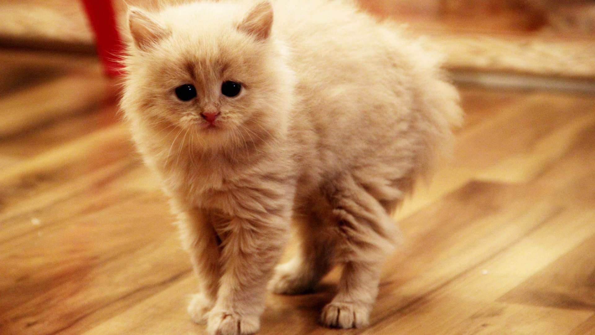 可爱超清的大图合集猫咪手机壁纸下载图片