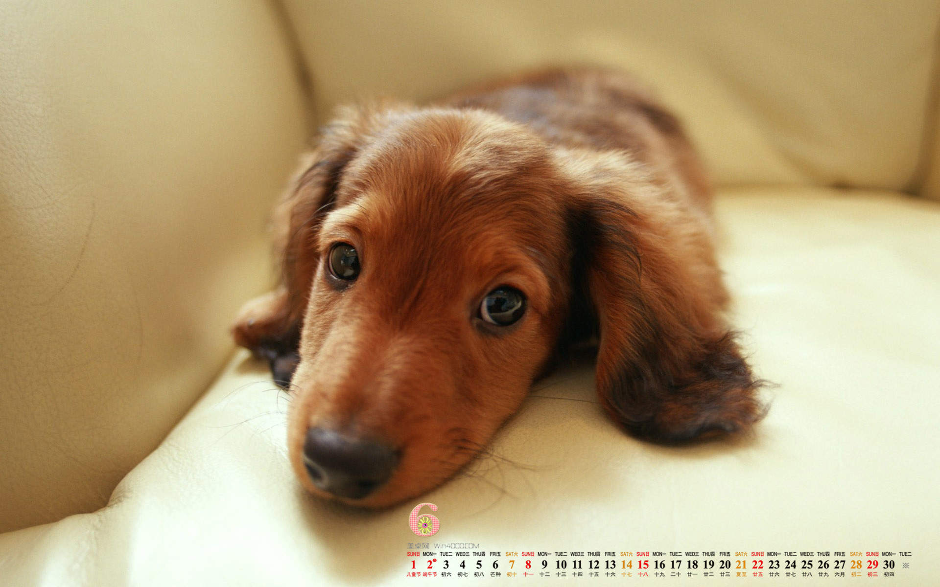2014年7月日历壁纸可爱卡通图片狗狗图片