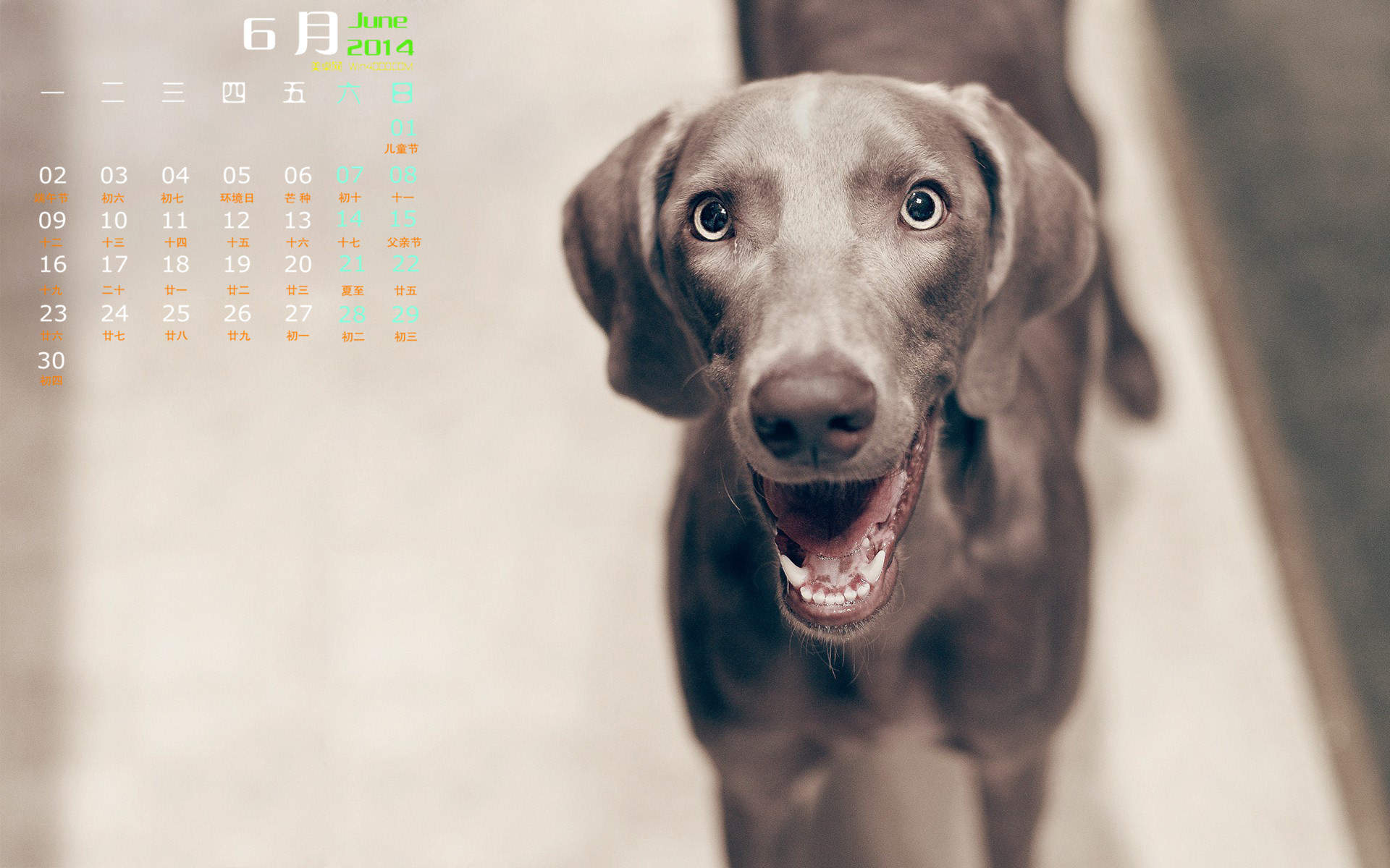 2014年7月日历壁纸可爱卡通图片狗狗图片