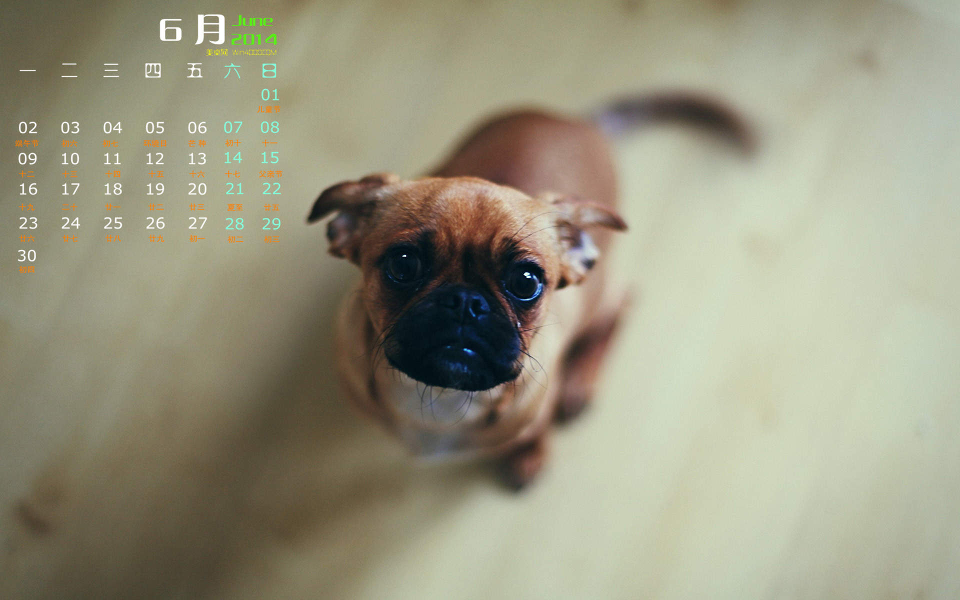 狗图片图片