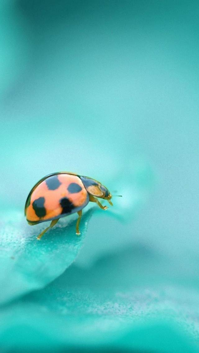 昆虫图片